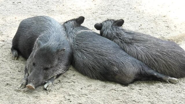 Wild boars Collared peccary sleeping, Dicotyles tajacu species of Europe and Eurasia.