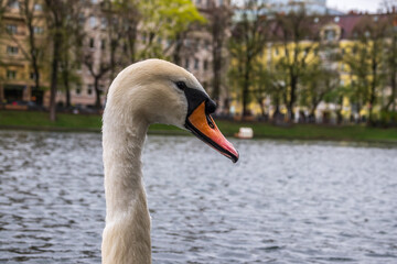 Portrait of a graceful white swan with long neck on dark water background.