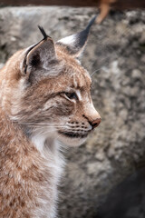Portrait of The Eurasian lynx close-up, lat. Lynx lynx