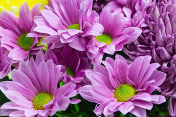 Colorful Purple Petal Chrysanthemum Flowers close up - Powered by Adobe