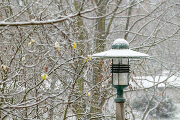 feeder in winter