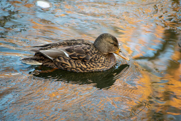 duck on the water