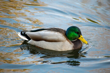 duck on the water