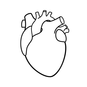 Realistic Heart icon isolated on white background.