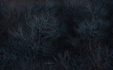 Dark Forest