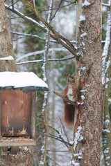 A squirrel sits between green leaves on a branch