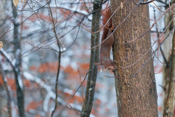 A squirrel sits between green leaves on a branch