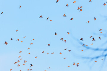 Fototapeta na wymiar different birds fly in flock against blue sky