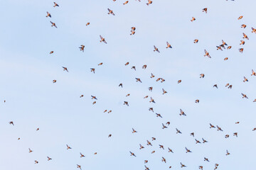 different birds fly in flock against blue sky