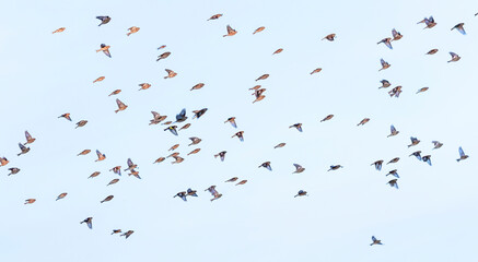 different birds fly in flock against blue sky