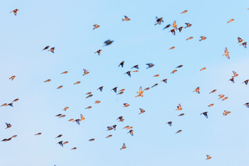different birds fly in flock against blue sky