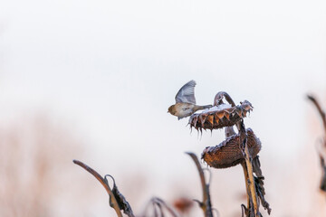 Various songbirds peck seeds from faded sunflowers in winter