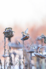 Various songbirds peck seeds from faded sunflowers in winter