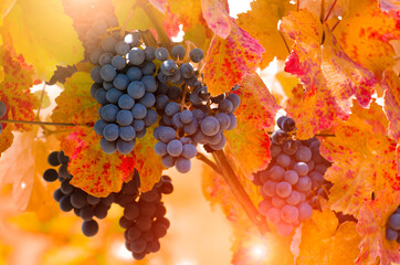 Blue grape cluster on vine closeup photo