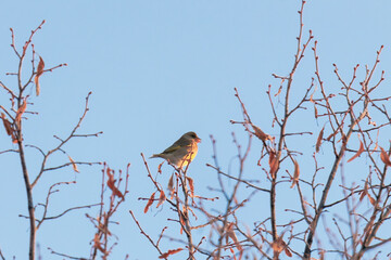 Various songbirds peck seeds from faded sunflowers in winter