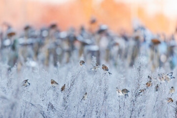 Various songbirds peck seeds from faded sunflowers in winter