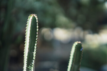 Cactus plantados en entorno natural controlado