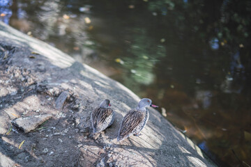 Grupo de patos en el agua en un  zoo
