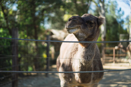 Camello en zoologico