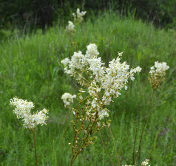 Filipendula blooms in the meadow in the wild