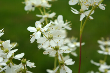 Filipendula blooms in the meadow in the wild