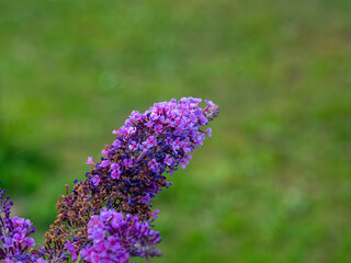 Fototapeta premium small purple flowers in gardens