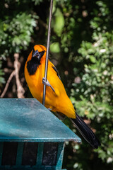 oriole on a feeder