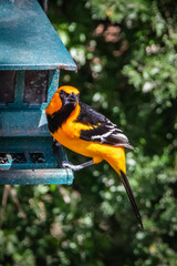 oriole on a feeder