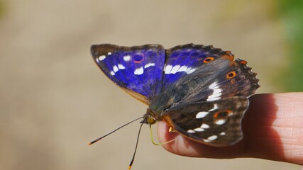 Butterfly on the finger.