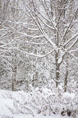 Beautiful winter forest by day. Vertical photo of trees covered with snow. Winter's Tale. Winter landscape.