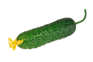 Fresh green cucumber on an isolated white background