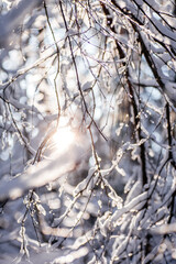 The sun shines through the branches of a snow-covered tree. Winter frosty sunset in the forest. Winter's tale. Magic photo of winter snowy forest close up.