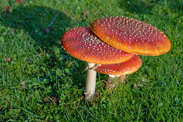 Fly agaric,fly amanita or Amanita muscaria mushrooms.