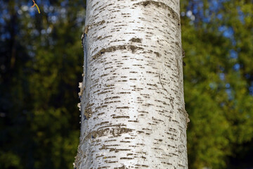 Bark of a Birch tree closeup.