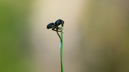 a small black spider sits on the green grass. spring season, arthropod close-up. macro nature. European spider on grass stems in front of light blurred background