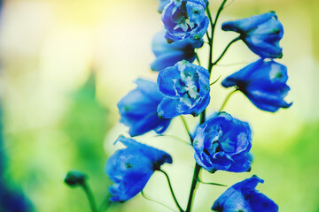 Fototapeta na wymiar background nature Flower delphinium. blue flowers. background blur