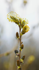 Salix. fluffy yellow flowers bloom on a willow branch. Yellow flowers of a willow on a branch in the spring forest. beautiful festive spring background. nature, bokeh, close-up, Macro photo