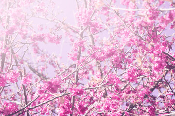 Obraz na płótnie Canvas background nature Flower Valentine. Prunus cerasoides Background blur bokeh Pink