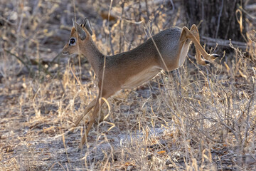Ein flüchtendes Dikdik in der Seitenansicht