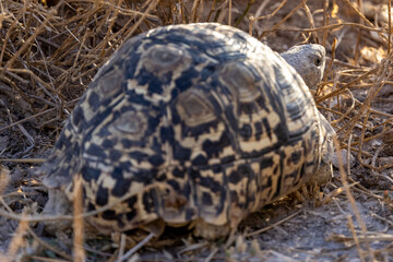 Eine Pantherschildkröte läuft im ausgedötrten Gras in der Seitenansicht