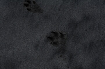Huella de perro y arena de playa