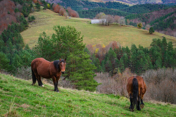 Cityscape of Selva de Irati (Navarra, Spain)