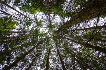 Fototapeta premium Cityscape of Selva de Irati (Navarra, Spain)
