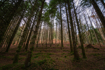 Cityscape of Selva de Irati (Navarra, Spain)
