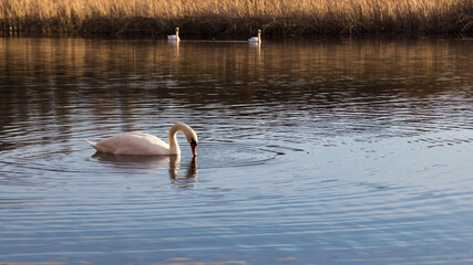 White swan on the water surface. beautiful bird swims on the river. swan in the lake. close-up, wet bird. nature, habitat. autumn season. dry reeds, Scirpus. autumn nature on the river