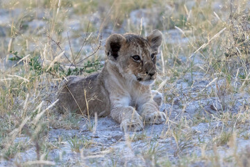 Ein ganz junger Löwe liegend frontal abends im Etosha Nationalpark