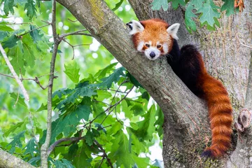 Poster Red panda - Ailurus Fulgens - portrait. Cute animal resting lazy on a tree. © Paolo Gallo