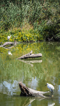Ornithological Park of Pont de Gau
