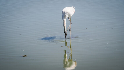 Ornithological Park of Pont de Gau