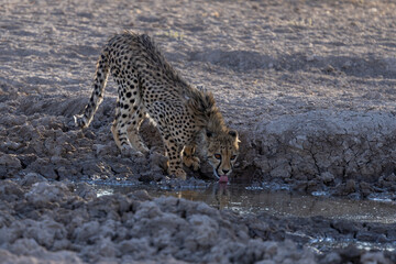 Ein junger Gepard trinkend an einem Wasserloch im Etosha Nationalpark